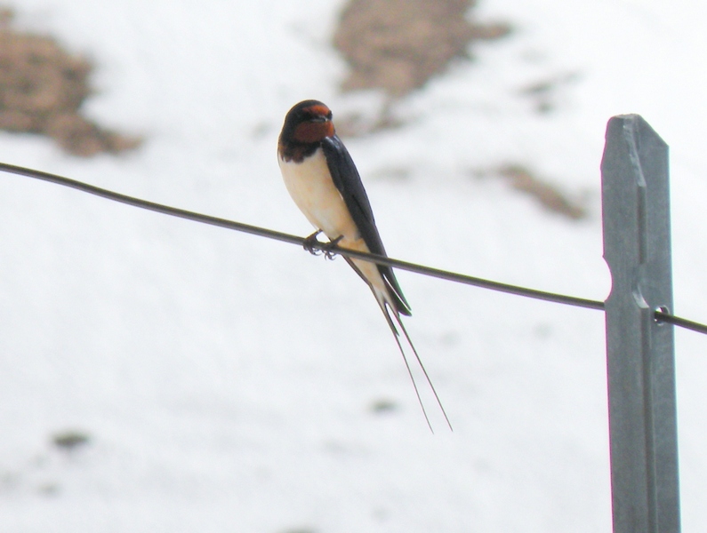 Hirundo rustica